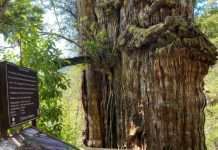 Chile bajo la lupa internacional: carretera amenaza al Alerce Milenario y ecosistema único