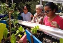Huertos Urbanos Intergeneracionales»: Cultivar alimentos y relaciones