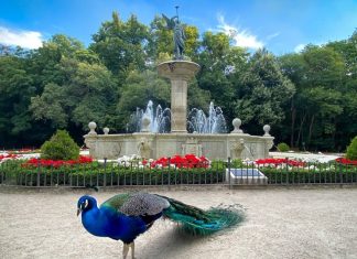 Urbanismo Afectivo: Bancos que Curan Más que Árboles