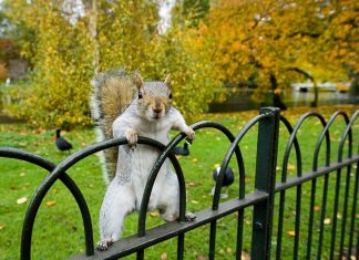 Ejército de ardillas juguetonas tiene atemorizado a Londres