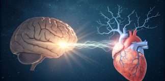 Expertos proponen 11 medidas para cuidar el corazón y el cerebro al mismo tiempo